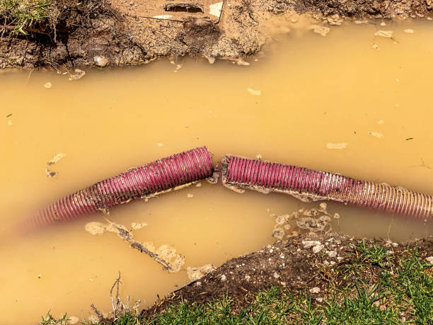 Best Water damage contractors near me  in Whitg, IN